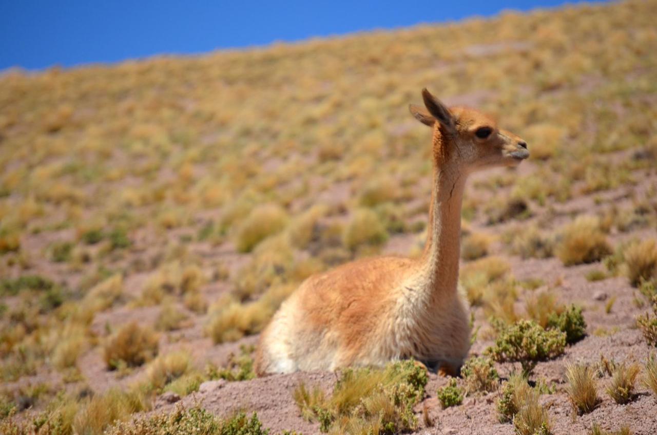 Ckuri Atacama Hotell San Pedro de Atacama Exteriör bild