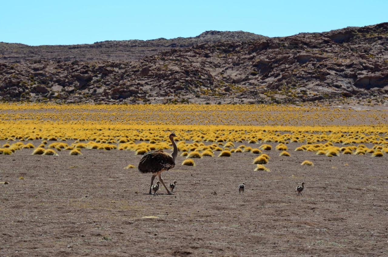 Ckuri Atacama Hotell San Pedro de Atacama Exteriör bild