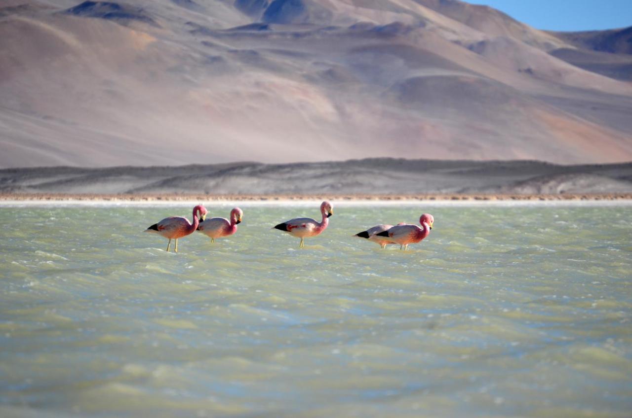 Ckuri Atacama Hotell San Pedro de Atacama Exteriör bild