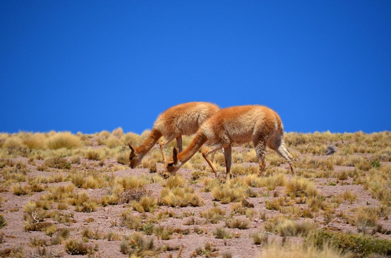 Ckuri Atacama Hotell San Pedro de Atacama Exteriör bild