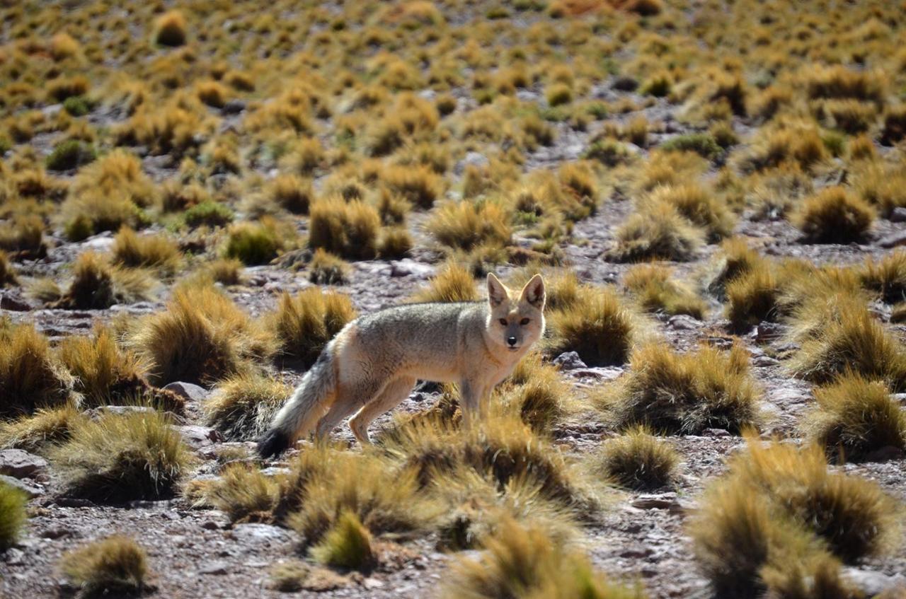 Ckuri Atacama Hotell San Pedro de Atacama Exteriör bild